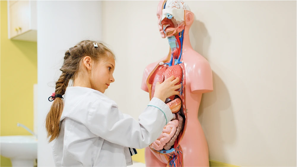 Anatomy Education